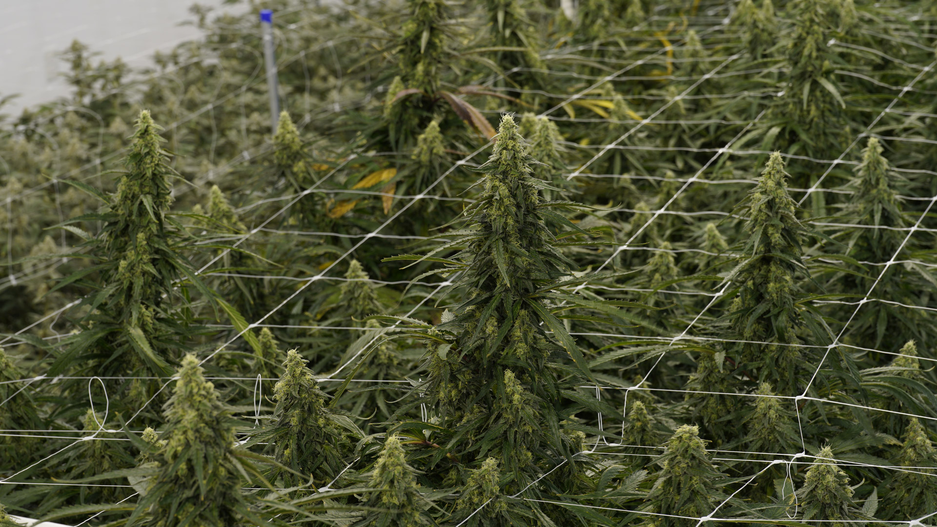 Shango Season 2, Ep. 6