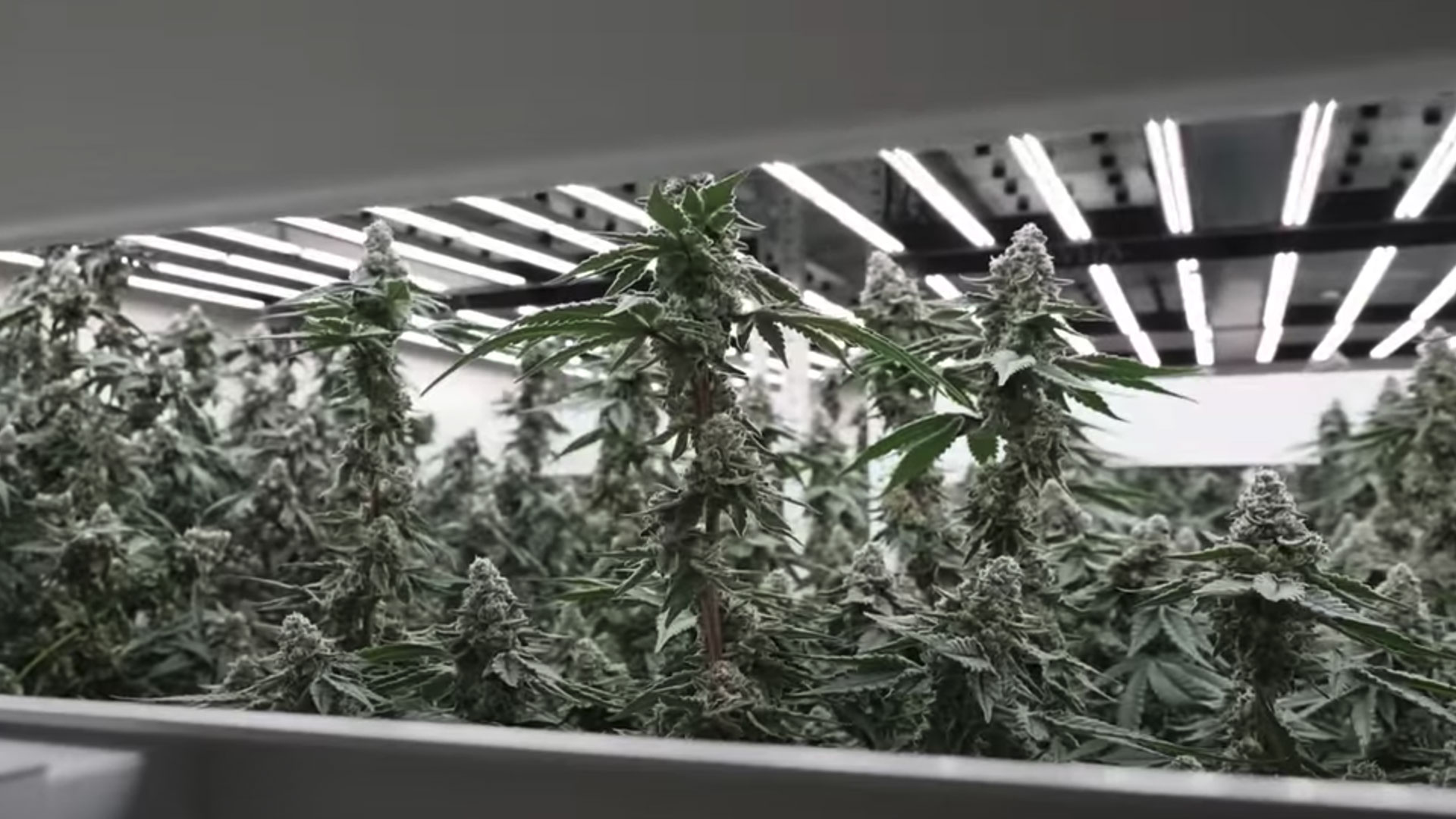 Nimbus Deep Roots Season 3, Ep. 4