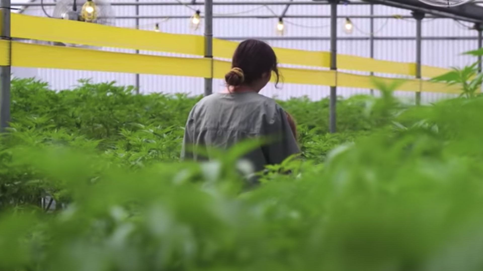 Zen Leaf Deep Roots Season 3, Ep. 2