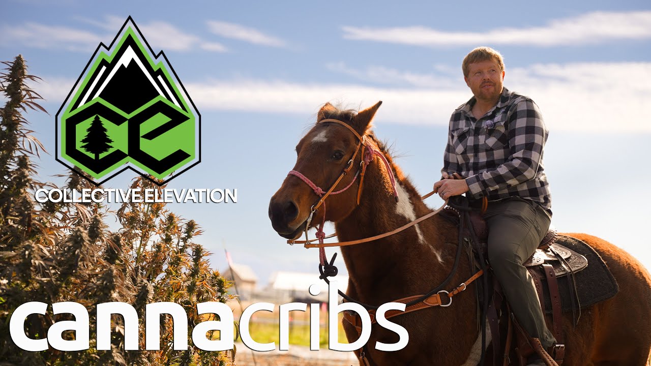 collective elevation thumbnail