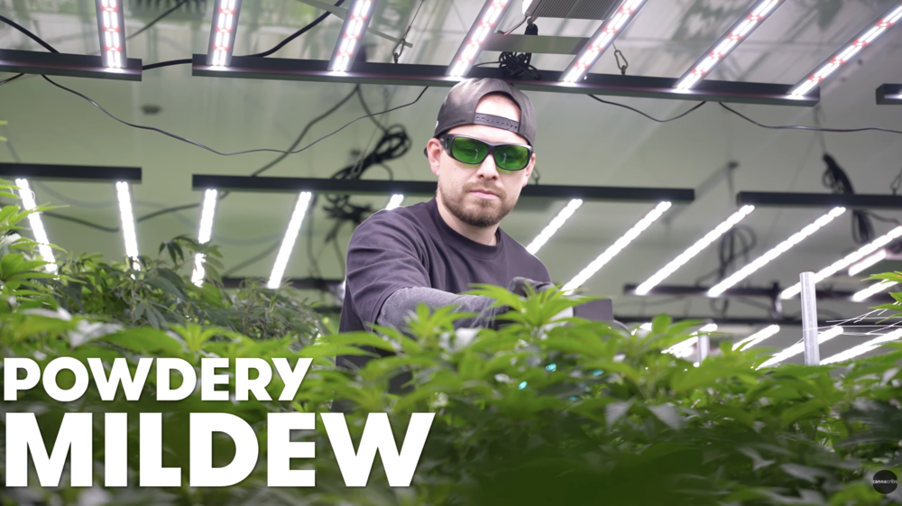 powdery mildew, cannacribs, cannacribs consulting