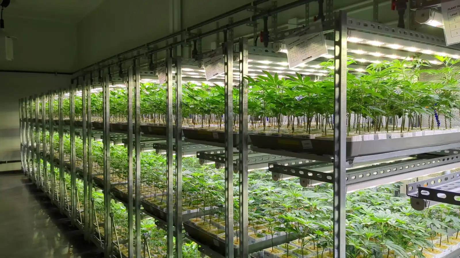 Cannabis Facility and Cultivation System Design — CannaCribs