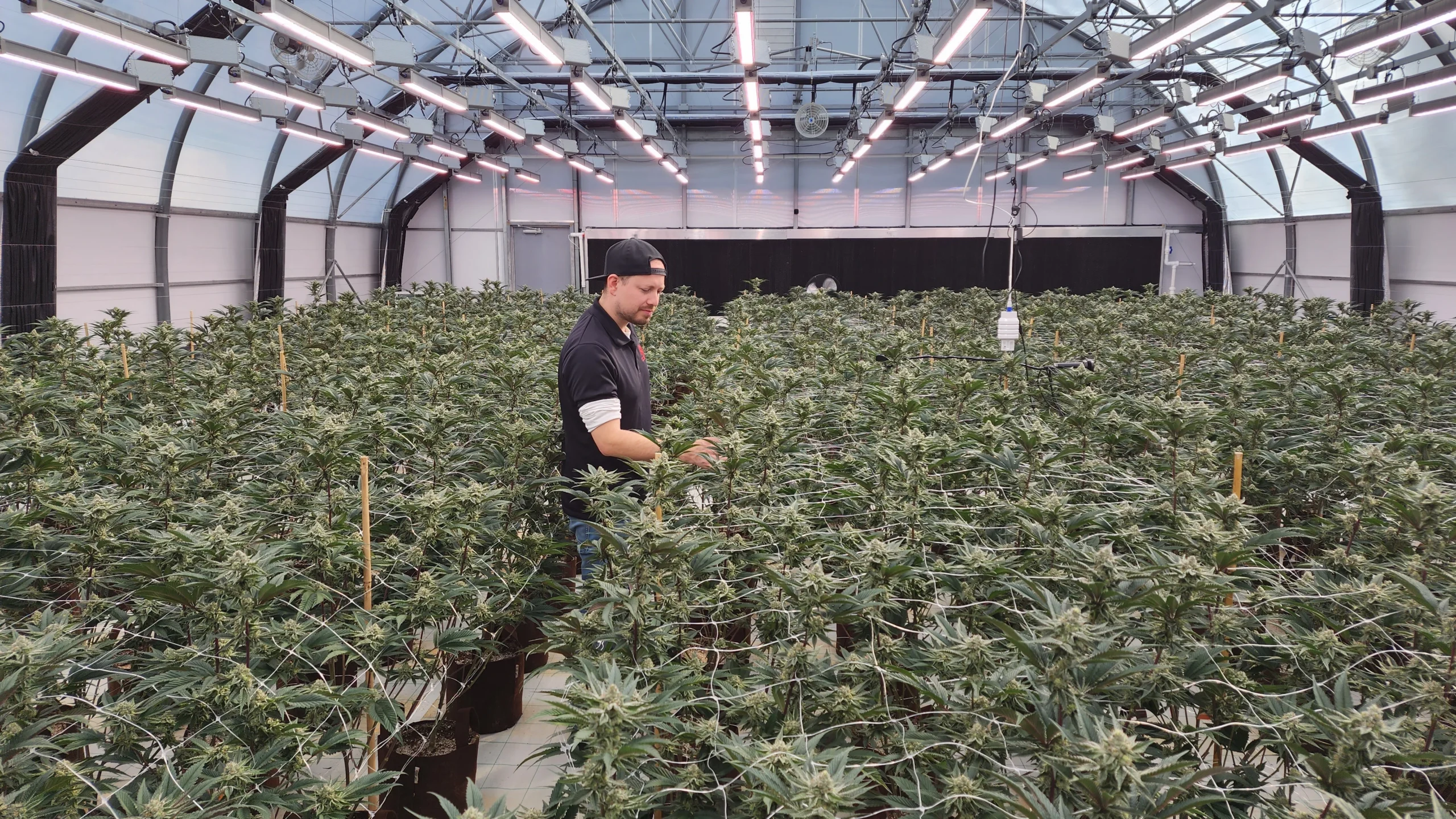CannaCribs Cannabis Consultants Greenhouse Walk