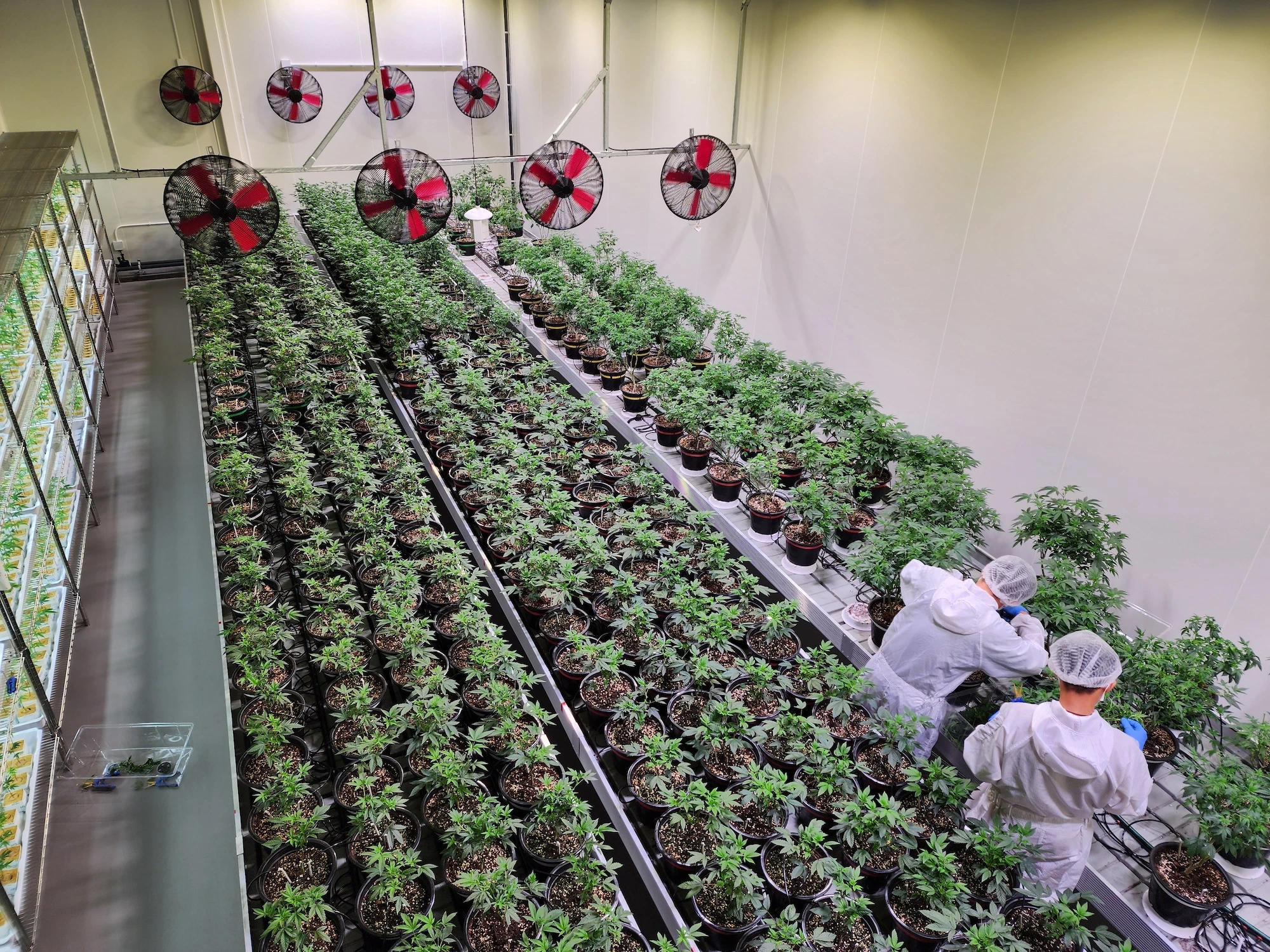 Indoor Cannabis Facility Climate and Fan Systems