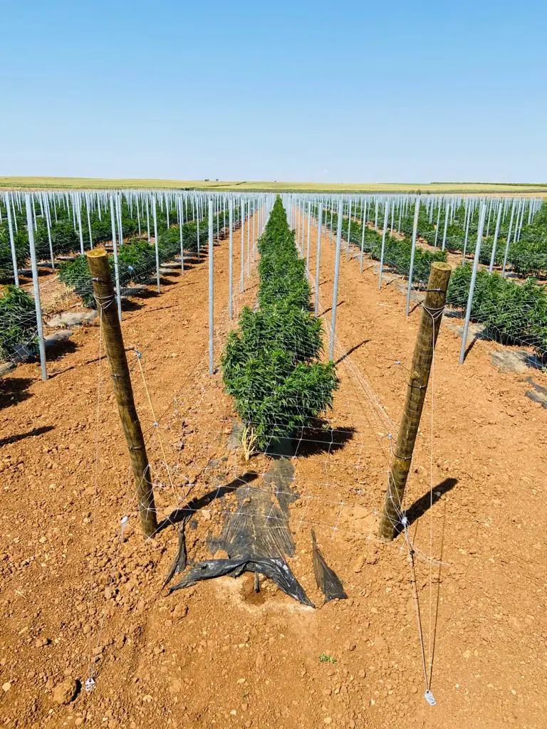 Cannabis Consulting — Outdoor Cannabis Cultivation