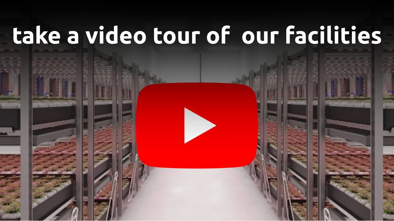 Take a Tour of One of Our Cannabis Facilities — CannaCribs Cultivation Consulting