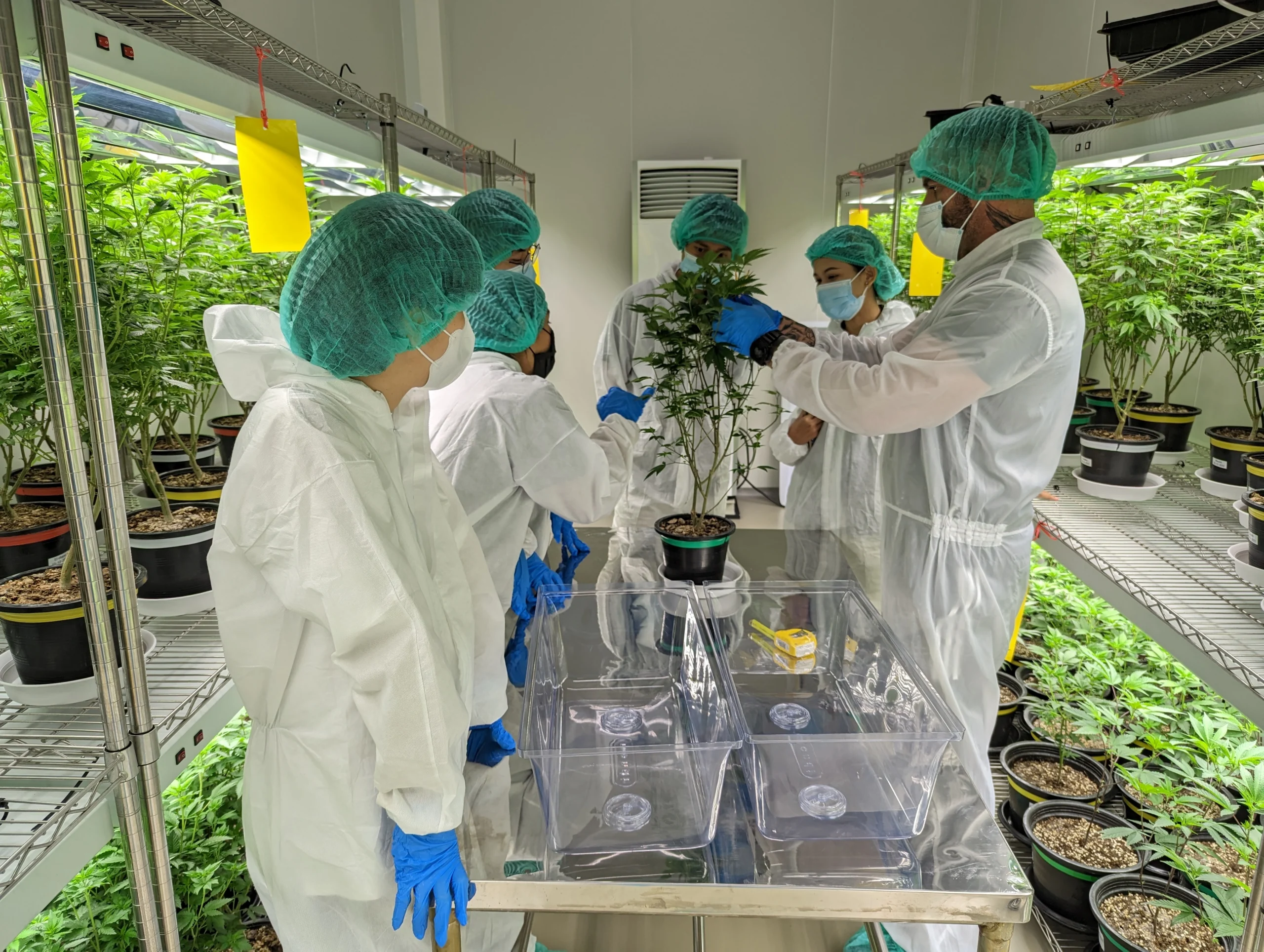 CannaCribs Consultants Training Team on Mother Plant Care